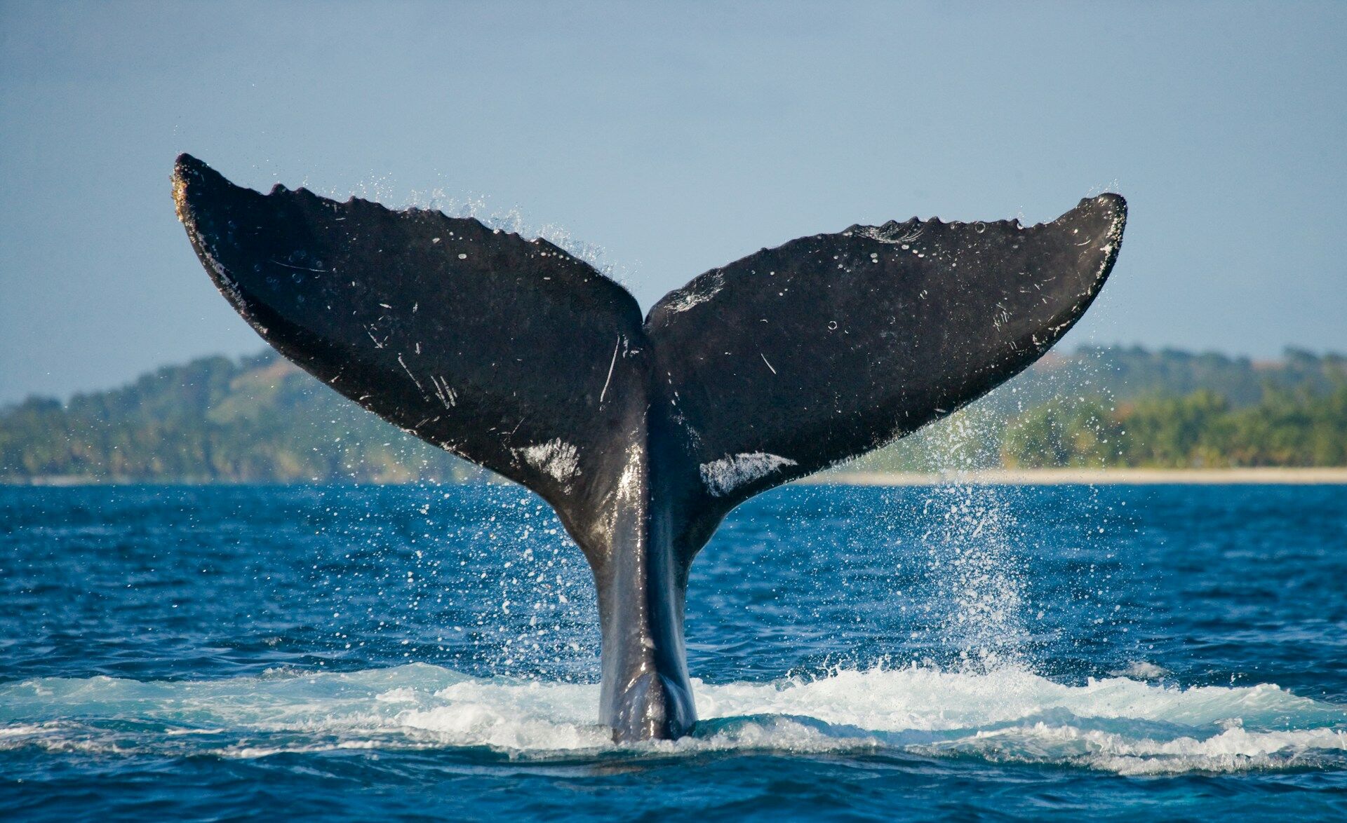 sea's wildlife revival