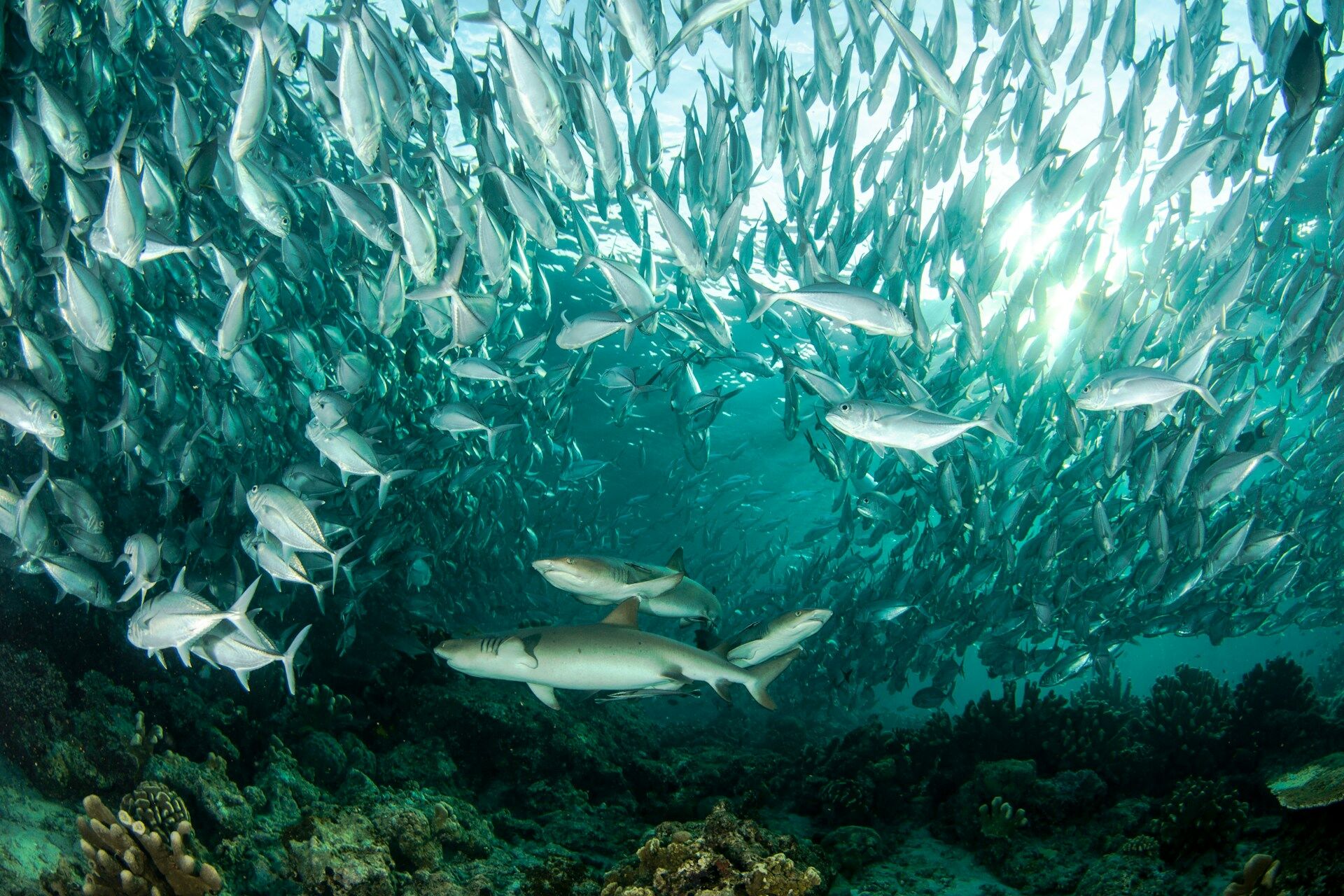 marine life