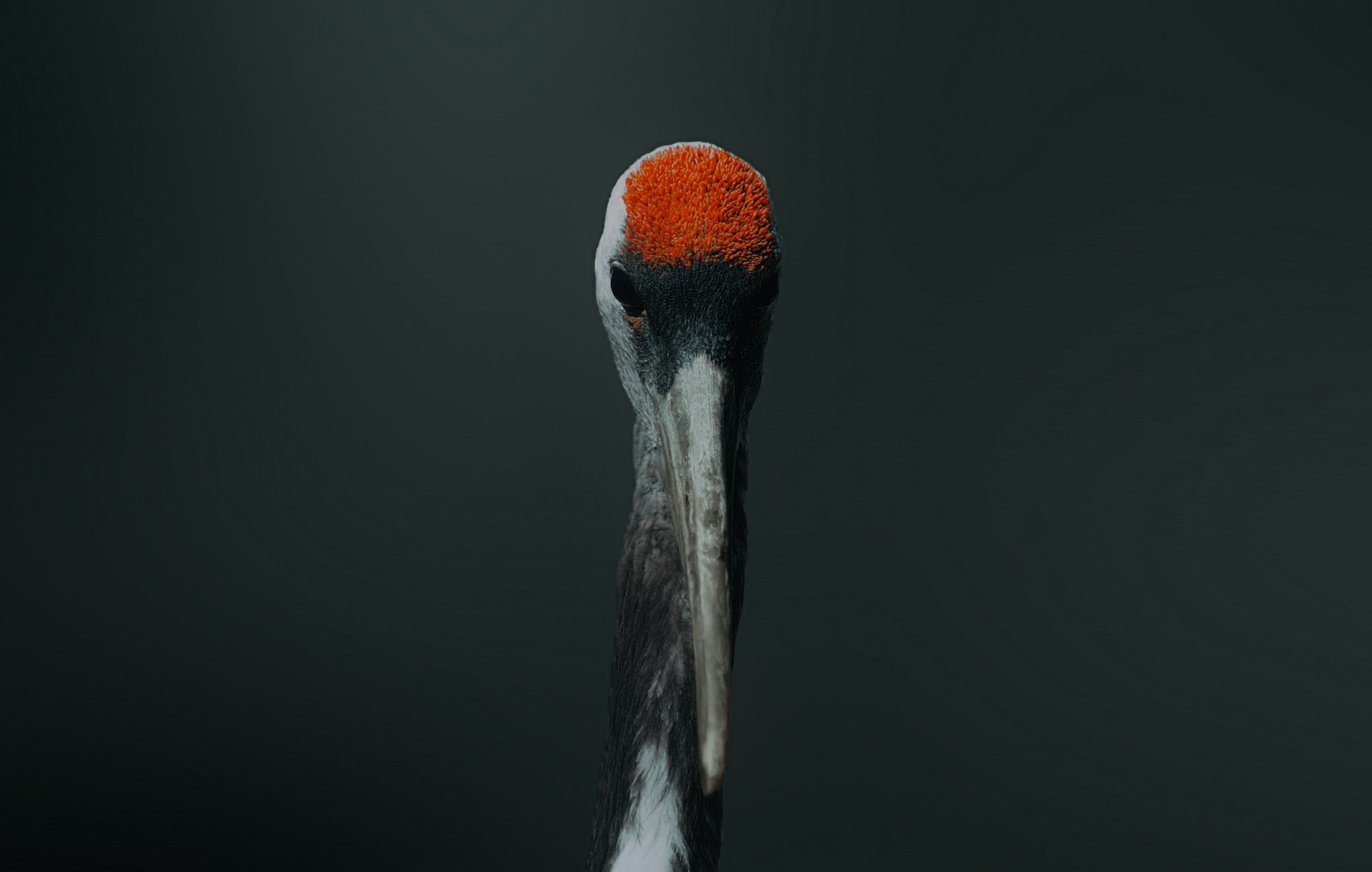 Wattled Crane