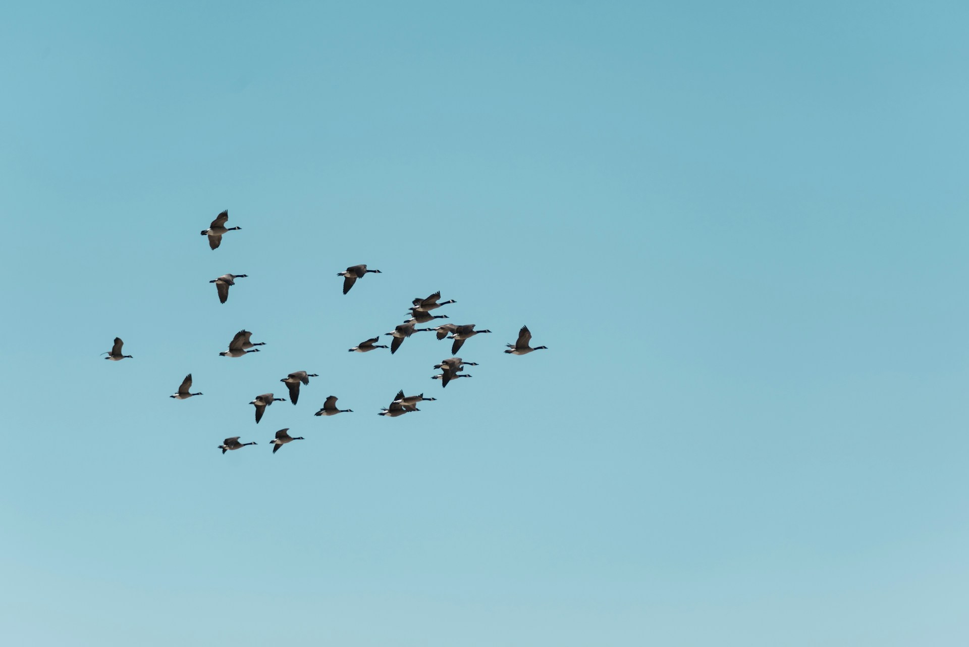 Bird Migration