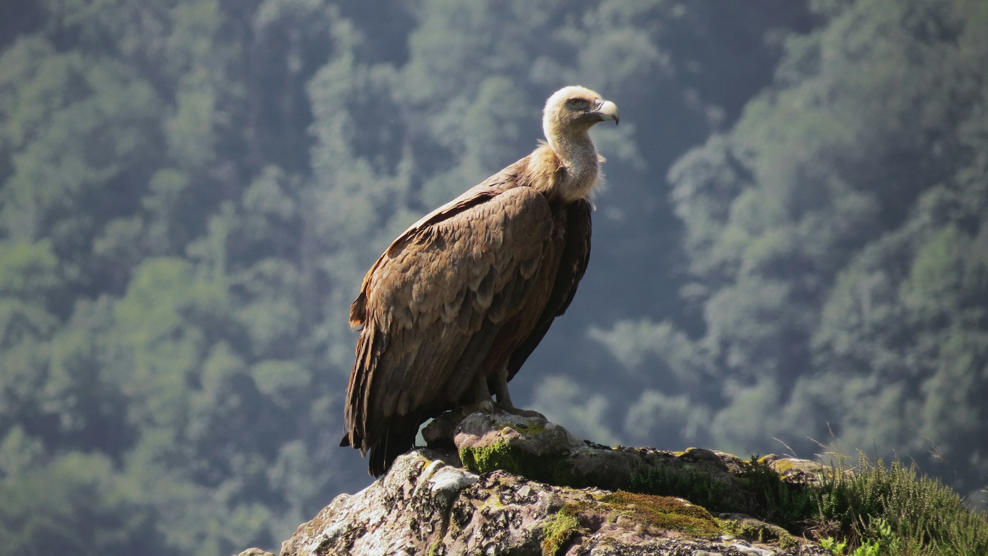 Wildlife