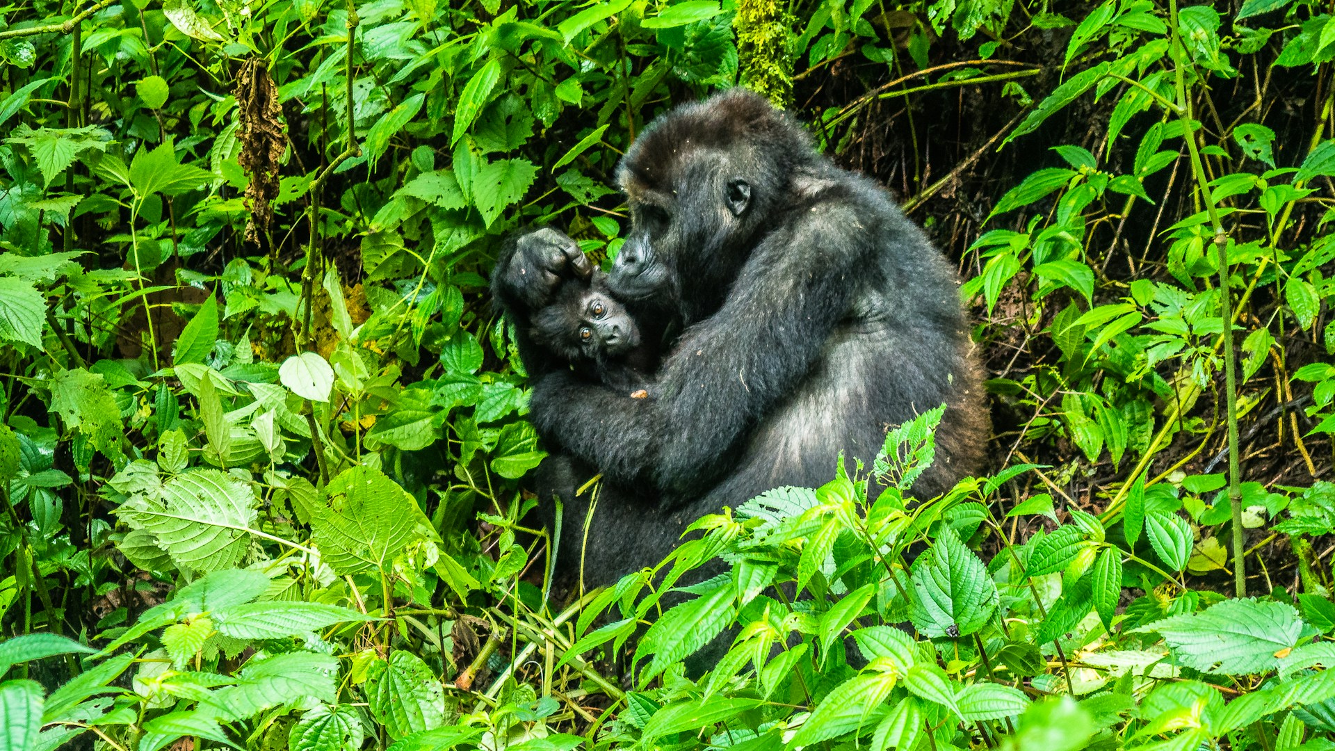 Wildlife